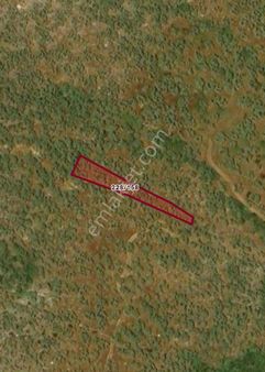 Satılık Zeytinlik – Milas Bafa Pınarcık Mah. -54