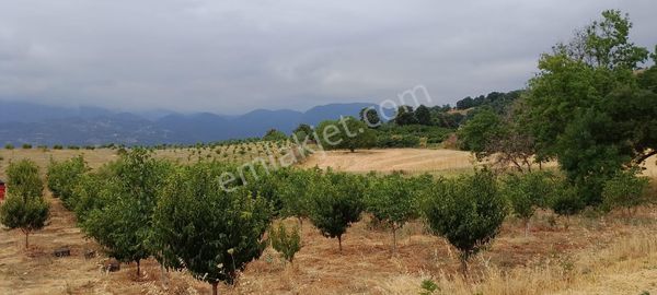 Bursa İnegöl De Maden Köyü Mahallesinde Yolu Suyu Olan 3.000 M2 Satılık Hobi Bahçesi