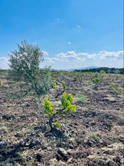 Uygun Zeytin Ve Bağ
