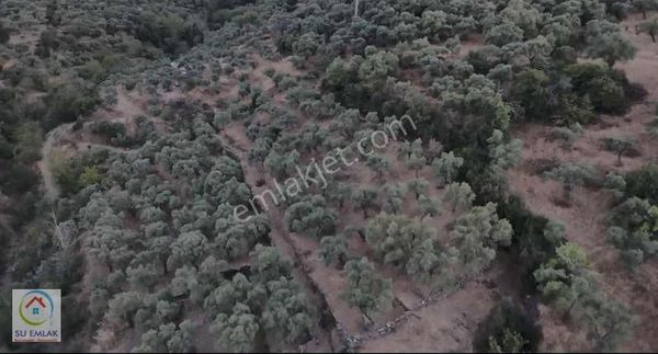 Su Emlak'tan Derekahve'de Satılık Zeytinlik