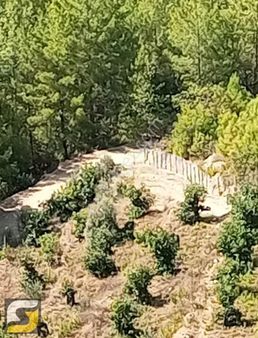 Alanya Üzümlüde Satılık 5.200 M2 Avakado Bahçesi