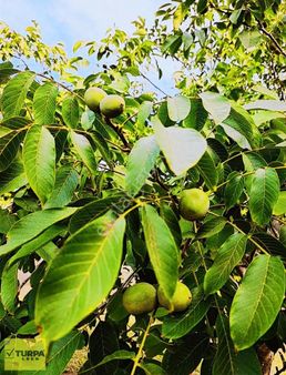Torbalı Helvacı Köy De Satılık Tek Tapu Ceviz Bahçesi