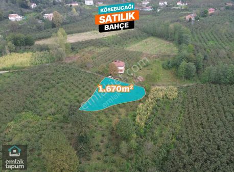 Kösebucağı'nda Merkezi Konumda Satılık 1670m2 Fındık Bahçesi