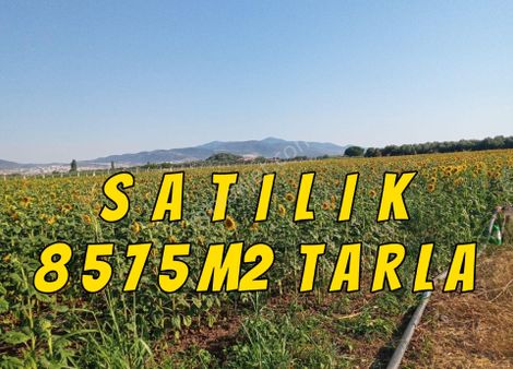 İzmir Dikili Kabakum'da Sahile Yakın Satılık 8575m2.tarla