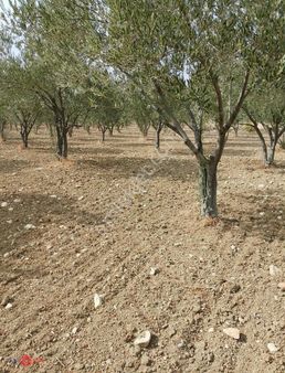 Bergama Kurtuluş Mahallesinde Satılık Zeytinlik