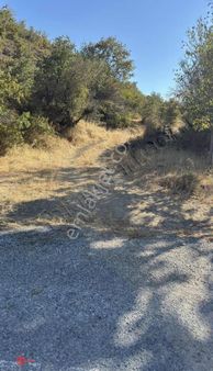 Ana Yola Cepheli Ağaç Ekimine Uygun