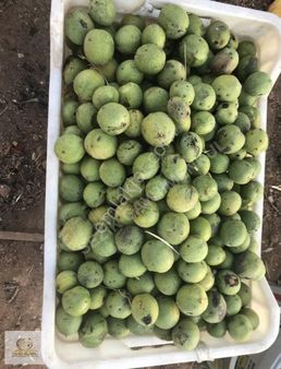 Niğde Klan'da Merkeze Çok Yakın 2600 Metre Tek Tapulu Bağ Bahçe