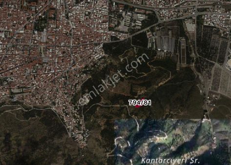 Manisa Yunusemre Bölgesi Spil Dağı Eteklerinde Zeytinlikler