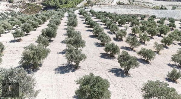 Altınözü'nde Yola Sıfır 17 Dönüm Bakımlı Fırsat Parsel