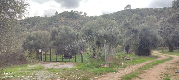 Milas Kandak Köyünde Kuyusu Ve Elektriği Olan Satılık Arazi