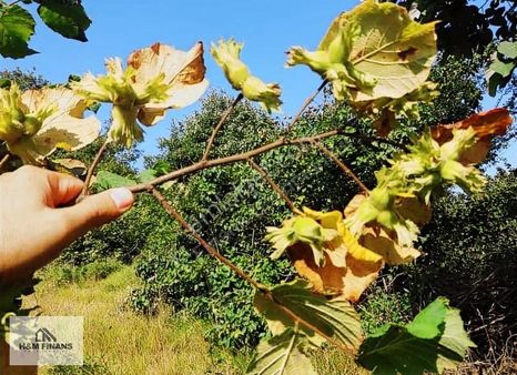 Sakarya Kaynarca Okçularda Satılık Fındık Bahçesi