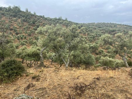 Bayındır'da Köy İçinde Satılık 1519 M2 Zeytinlik