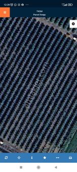 53 Dönüm Ful Narenciye Bahçesi Kamışlı Mah, Karataş Yoluna 6 Km Acil Satılık