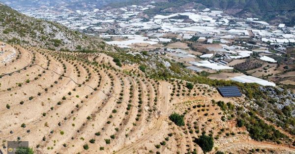 Gazipaşa Beyrebucak Mahallesi'nde Satılık Avokado Bahçesi