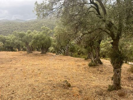 Bayındır'da Asfalt Yola Full Cepheli Satılık 1510 M2 Zeytinlik