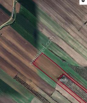 Adana Ceyhan Kurtpınarı Mahallesinde Satılık Tarla