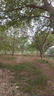 ✅korkuteli✅çomaklı Da ✅satılık 2.621m2 Bahçe✅resmi Yol Var