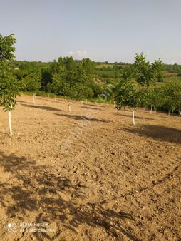 Akbaşlar Mahallesinde Kadastro Yola Bir Parsel İçerde Acil Satılık Ceviz Bahçesi