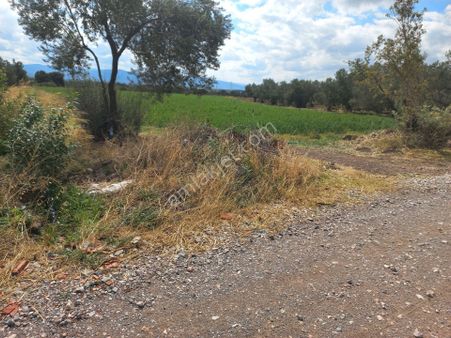 Satılık Müstakiltapu Zeytinlik