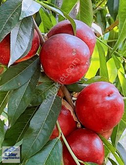 Tarsus Sarıveli De Kaçırılmayacak Fırsat Nektari Bahçesi