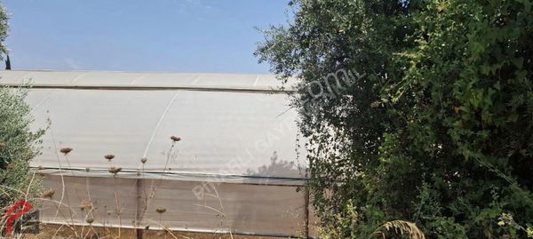 Kelepir Satılık Sera