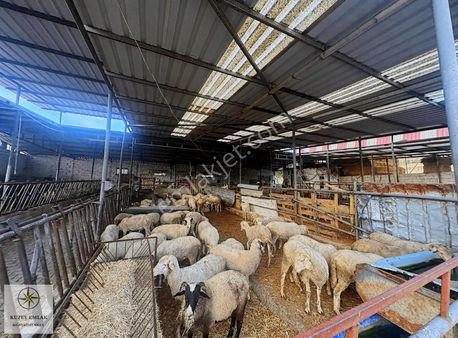 Kuzey Emlaktan Hatunköyde Satılık Hayvan Çiftliği Ve Tarla