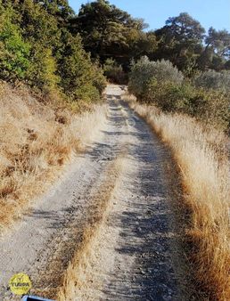 Bergama Koyuneli Müstakil Tapu 14 Dönüm Tarla