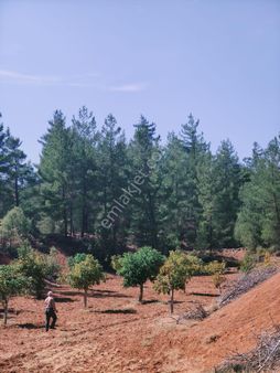 Denizli Beyağaç Satılık Ceviz Bahçesi