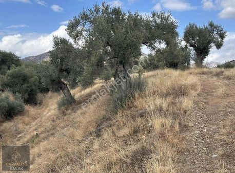 İsabeyli Yaykın Mevkinde Zeytinlik