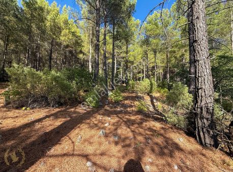 "kendi Ormanınızın Sahibi Olun" |nif'in En Harika Mülkü!