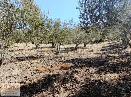 Sarıcalar Mahallesinde Yerleşimin Dibinde 2570 M2 Zeytinlik