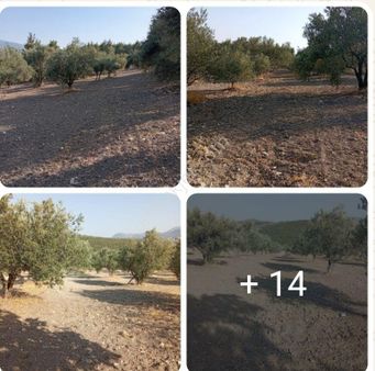 Takasa Açık Zeytinlik