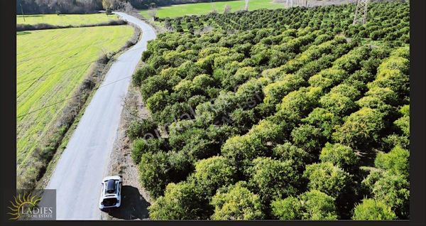 Ladies Emlak'tan Köyceğiz De Yola Cephe Satılık Tarla