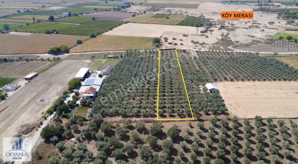 Üçpınar Da 5.500 M2 Zeytinlik, 2 Ayrı Tapulu, Kadastrol Yolu Var