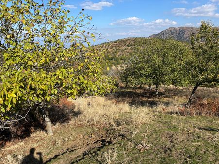 İzmir Tirede Satılık Meyve Bahçesi