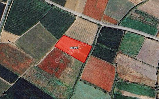 Bigadiç Çavuş Mah. Satılık 3900 M2 Ekilir Biçilir Arazi