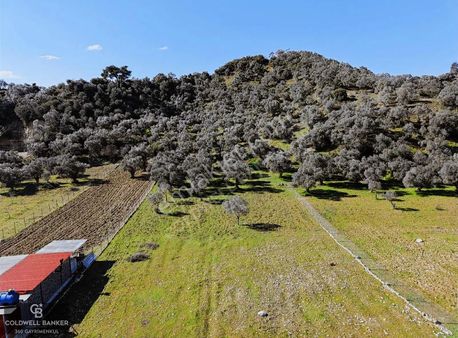 Aydın Germencik Kızılcapınar Satılık Zeytinlik!