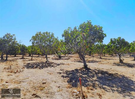 Aydın Germencik Hıdırbeyli Merkezde Satılık Arsa!