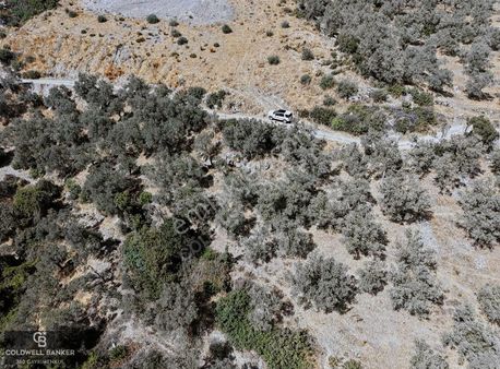 Aydın Germencik Naipli Satılık Villa İmarlı Fırsat Arsalar!