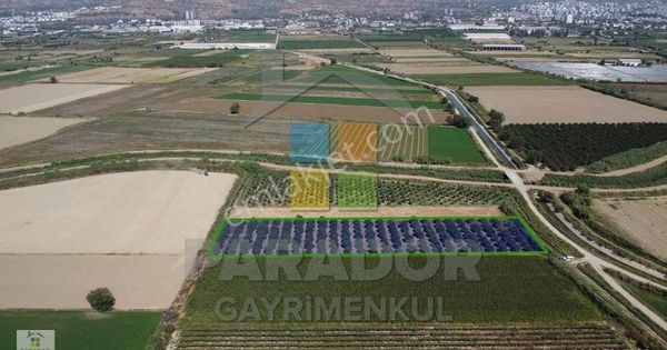 Aydın Nazilli Dallıca Mahallesinde Satılık 6329 M² Portakallık