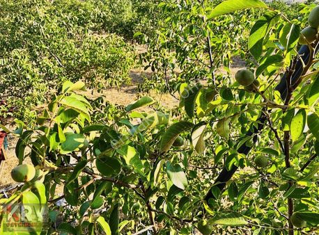 Aydoğdu'da 8.111 M2 Yetişkin Ceviz Bahçesi