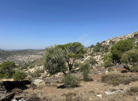 Muğla/milas/çamlıyurt/dikmen'de Fıstık Çamlı Zeytinlik