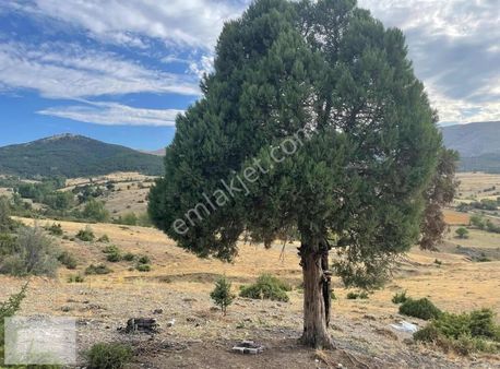 Asaf Gayrimenkul'den Kestelde Satılık 13755 M2 Müstakil Tarla