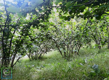 Aydın Emlak'tan Satılık Yatırımlık Baraja Yakın Fındık Ba