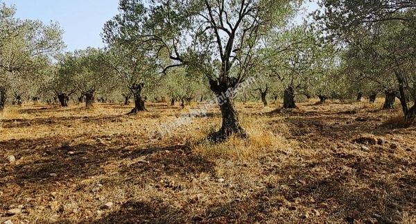 Umurbeyde Satılık Zeytinlik