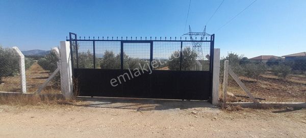 Dıdım Akyenıköy Kırıkıçı Mevkı Satılık Bakımlı Zeytınlık ''elektrık Su Var!''