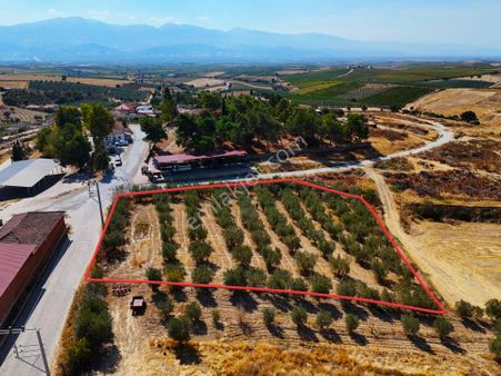 Salihli Akviran'da Satılık Köy İçi Köşe Parsel Zeytinlik (video)