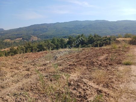 Manisa Ahmetli Alahıdır Mah.7777m² Zeytinlik Satılık