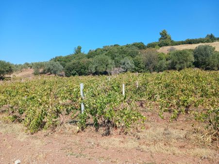 Manisa Ahmetli Alahıdır Mahalle 12600m² Satılık Tarla