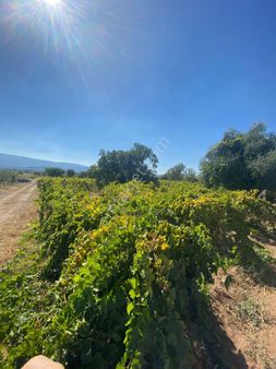 Manisa Ahmetli Alahıdır5750